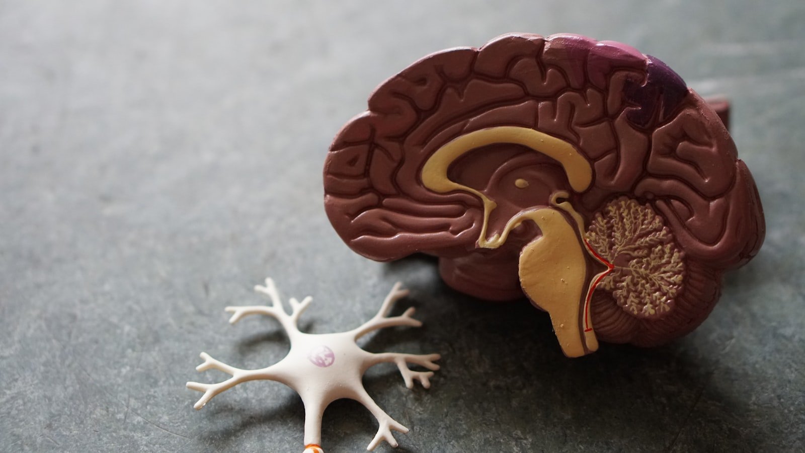 EEG et neuroscience pour étudier l'attachement émotionnel à l'IA.